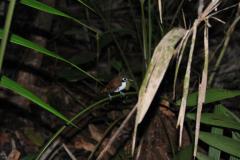 bicolor-antbird