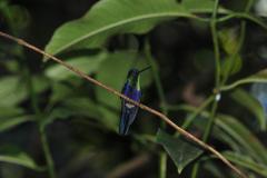 colibrí